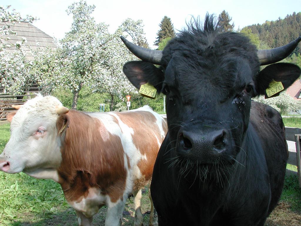 Farm Stay Rotovnik - Plesnik Slovenj Gradec Eksteriør billede